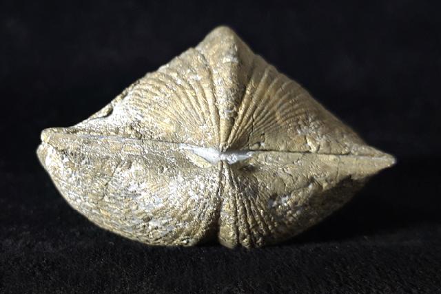Paraspirifer bownockeri (STEWART 1927) - Bild © FossNet FossilienStore